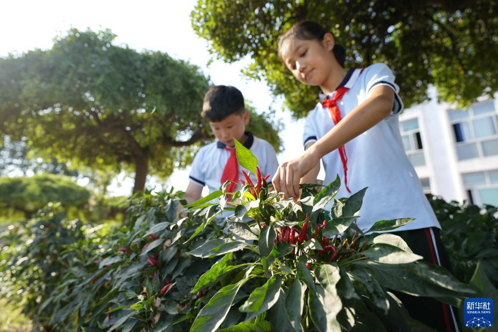 指尖捕鱼 鱼丸